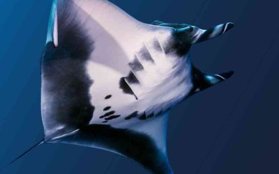 Ocean Month, the Finsea Group proudly announces its partnership with Ogyre