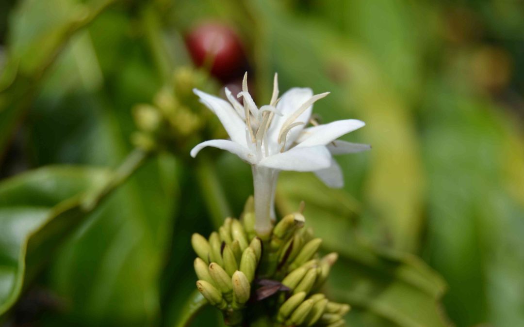The Scent of Coffee: A Journey Across the Sea to Start Our Days