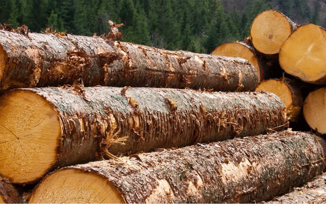 Timber: The Geography of the Market Across Thirty Years of Evolution